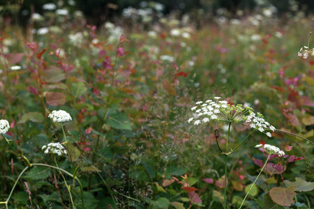 Wildflowers on a scenic hiking trail in the Tribil meadow, Natisone valley. Friuli Venezia Giulia, Italyの写真素材