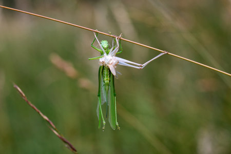 A grasshopper undergoing its molten process, shedding its exoskeleton to grow, with its body in transition, revealing the delicate new exoskeleton beneath. The insect is captured in a natural environment, highlighting the stages of this fascinating metamorphosisの写真素材