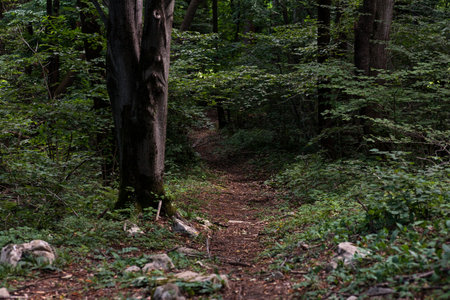 A scenic forest footpath winding through lush greenery in Tribil, Friuli Venezia Giulia, Italy, offering a tranquil setting for nature walks and outdoor exploration.の写真素材