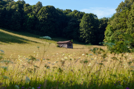 A charming wooden house stands in a meadow full of wildflowers, set against a background of forest trees and a blue sky, presenting a captivating natural scene in the Meadows of Tribilの写真素材