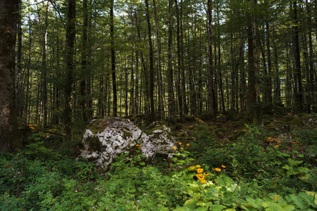 Forest in the Lepena Velley, Sloveniaの写真素材