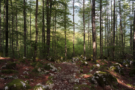 Forest in the Lepena Velley, Sloveniaの写真素材