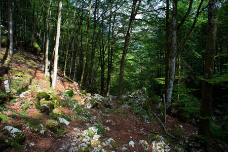Forest in the Lepena Velley, Sloveniaの写真素材