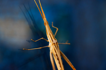 Close up of Acrida ungarica. Species of grasshopper, typical of the Acridini tribeの写真素材