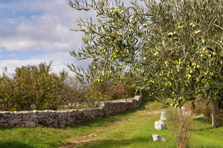 Twisted branches of olive trees in a natural setting with a stony background under a cloudy sky in Cerje, Sloveniaの写真素材
