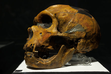 Head of a Homo Neanderthalensis. Civic Museum of Natural History of Trieste