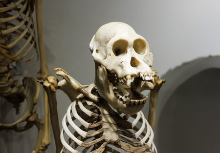 Skeleton Pongo pygmaeus. Civic Museum of Natural History of Trieste