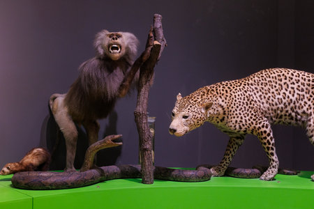 Stuffed python, leopard and baboon monkey, Civic Museum of Natural History of Triesteの写真素材