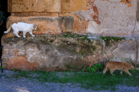 Two stray cats walking on stone wall in Sicily Italy. Mediterranean street cats on traditional limestone barrier. Villa Palagonia, Bagheria, Italyの写真素材