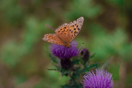 Nectar collectionの写真素材