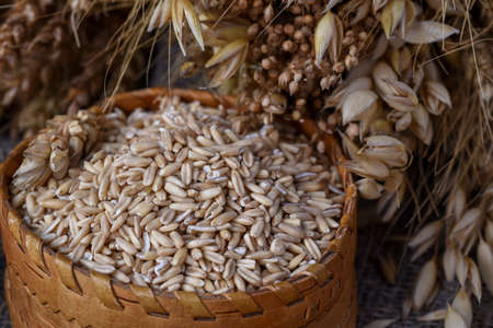 Grains of whole oats in a wicker box and ears of various cereals wheat, oats, rye and others on a wooden backgroundの写真素材