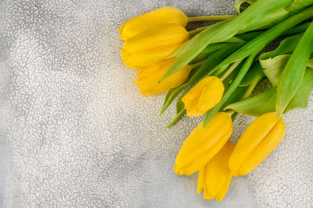 Bunch of yellow tulips on a light backgroundの写真素材