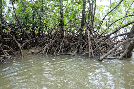the roots of mangrove trees at the mouth of the riverの写真素材