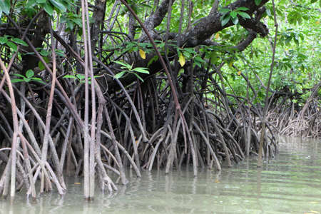 the roots of mangrove trees at the mouth of the riverの写真素材