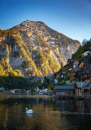 Swan on Hallstatt lake, Austriaの写真素材