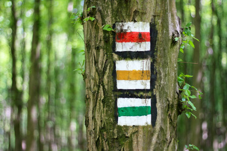 Red, yellow and green tourist sign on tree in the forest