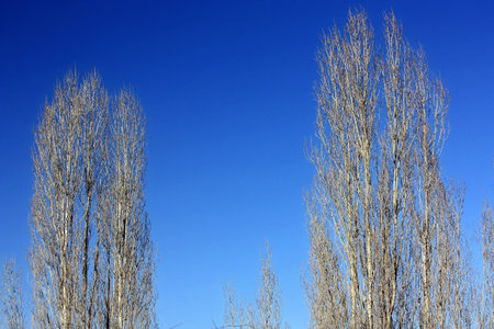 Two barren tree with blue sky at winter