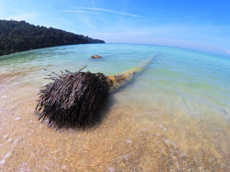 Paradise beach shore with palm tree underwater, with root in foreground in Malaysiaの写真素材