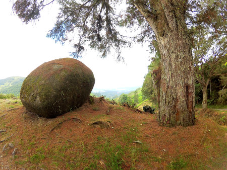Big stone and tree together on the mountain