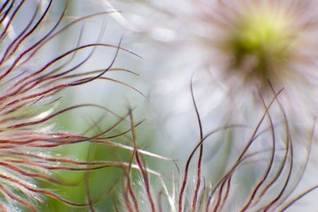 Crazy looking flower...の写真素材