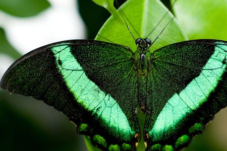 Close shot of an iridescent green butterfly. の写真素材