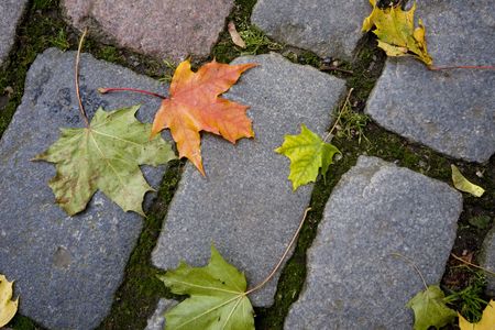 Maple leaves fallen on cobblestones in the street of an old european city.の写真素材
