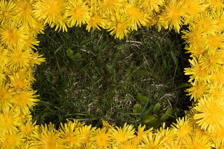 Dandelions surrounding a green patch of freedom.の写真素材