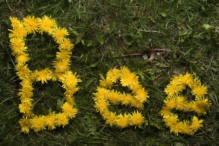 The word bee spelt in dandelions on grass.の写真素材