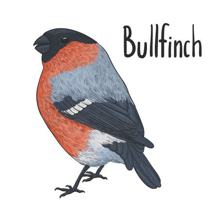 Hand drawn vector bullfinch bird isolated on white backgroundのイラスト素材
