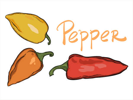 Hand drawn vector set of peppers isolated on white backgroundのイラスト素材