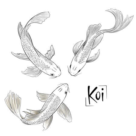 Hand drawn outline vector trio of koi fish isolatedのイラスト素材