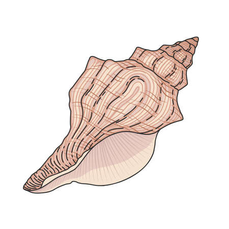 Hand drawn vector cartoon seashell isolated on white backgroundのイラスト素材