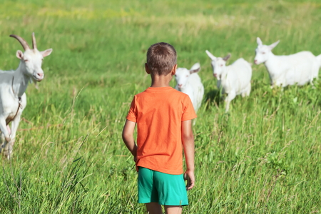 Boy looks like goats playing on a green meadow.の写真素材