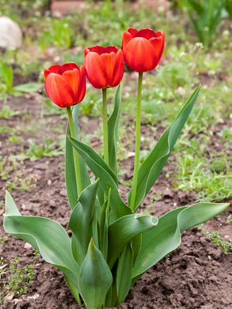 Three spring red tulips grow close up.の写真素材
