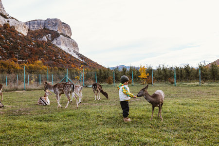 little boy feeding deer on the meadow in autumn.の写真素材