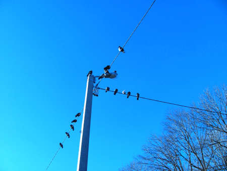 Birds on electrical wires against the blue sky                               の写真素材