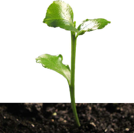 Green sprout in the ground
	
					の写真素材