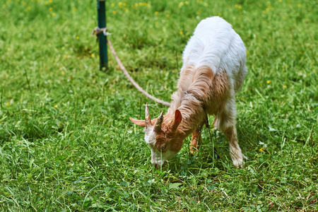 Young goat grazesの写真素材