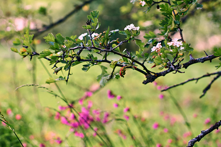 Branches of blooming hawthorn over a field of wild flowersの写真素材