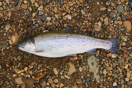 Caught trout on the groundの写真素材