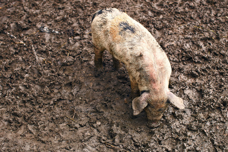 Cute dirty piglets on the farmの写真素材