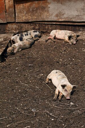 Cute dirty piglets on the farmの写真素材