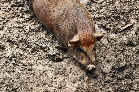 Fat pigs relaxing on the farmの写真素材