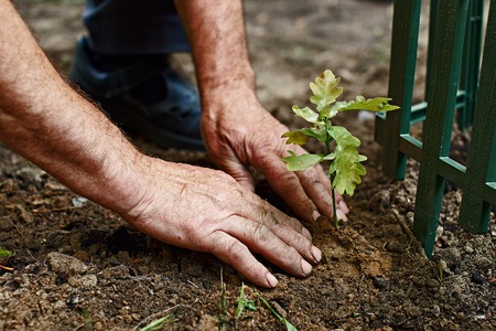 Mans hands plant a young oakの写真素材