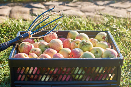 Fresh harvested apples in the crate and a fruit picking toolの写真素材