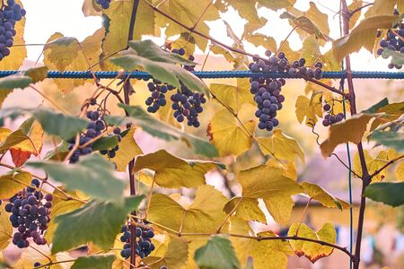 Grapes in the autumn vineyardの写真素材