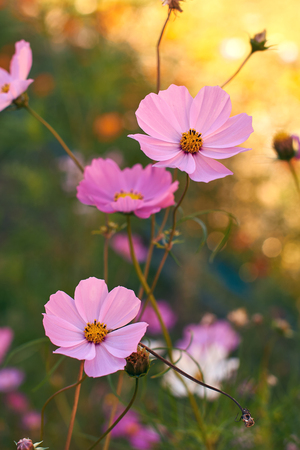 Evening cosmos flowersの写真素材