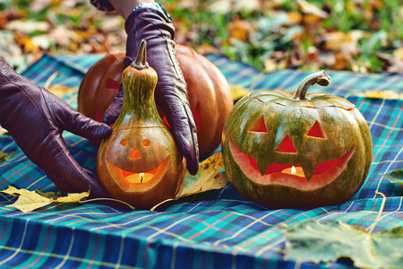 Woman hands in leather gloves adjusts Halloween pumpkins outdoor in the autumn parkの写真素材