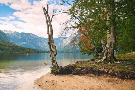 Dry tree on teh shore of lake Bohinjの写真素材