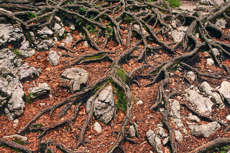 Creepy roots between rocks and fallen leavesの写真素材